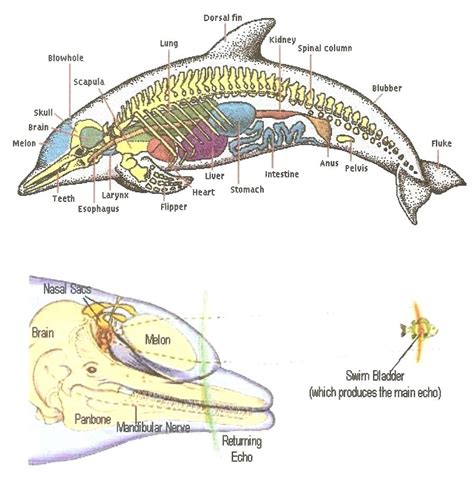 Bottlenose Dolphins: Main characteristics of these lovely creatures