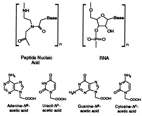 Peptide nucleic acids rather than RNA may have been the first genetic ...