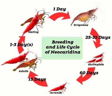 Breeding and Life Cycle of Red Cherry shrimp - Shrimp and Snail Breeder ...