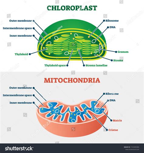 490 рез. по запросу «Chloroplast and mitochondria» — изображения ...