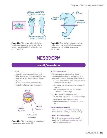 Mesoderm: Video, Causes, & Meaning | Osmosis