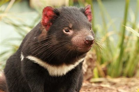 20 Amazing Facts about the Tasmanian Devil! — Bonorong Wildlife Sanctuary