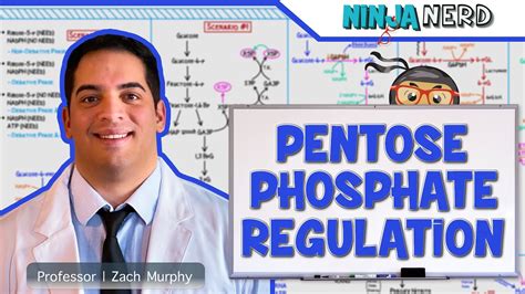 Metabolism | Regulation of Pentose Phosphate Pathway - YouTube