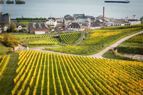 Rhine Valley with Vineyards Stock Image - Image of rudesheim ...