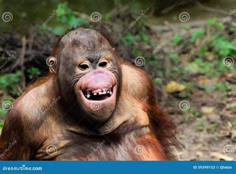 Funny Monkey Smiling Pic - bmp-go