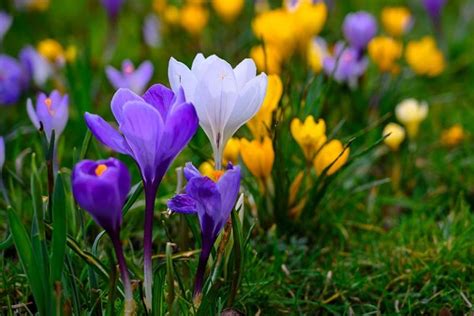 11 of the Best Crocus Varieties for Your Garden | Gardener’s Path