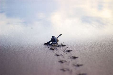 10 Latest Baby Sea Turtles Wallpaper FULL HD 1080p For PC Background 2024