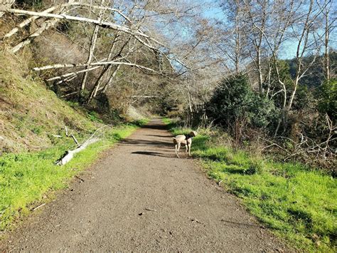 Big River Trail - California | AllTrails