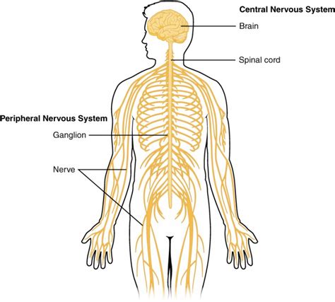 Basic Structure and Function of the Nervous System | Anatomy and ...