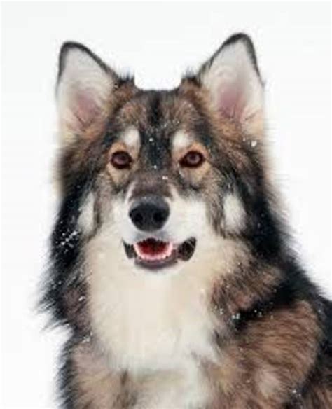 The Utonagan Dog - Guide & Top Facts - Animal Corner