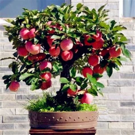 Bonsai Apple Tree Seeds rare fruit bonsai tree indoor plant for home ...