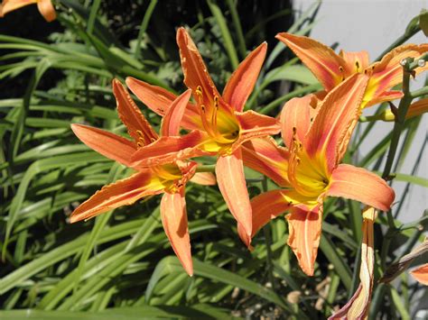 Hemerocallis fulva (L.) L. | Plants of the World Online | Kew Science