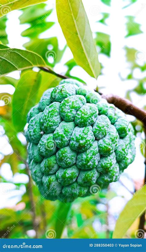 Srikaya fruit stock image. Image of fruit, plant, leaf - 288350403