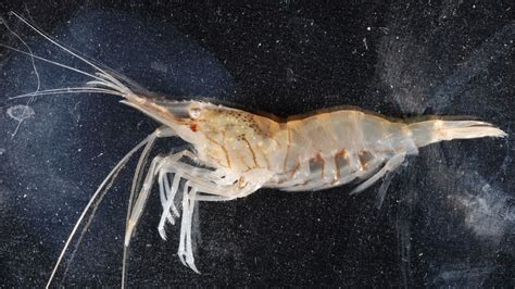 Maryland Biodiversity Project - Common Grass Shrimp (Palaemonetes vulgaris)