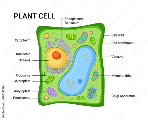 Illustration of the Plant cell anatomy structure. Vector infographic ...