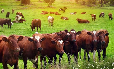 Starting Beef Cattle Farming Business Plan (PDF) - StartupBiz Global