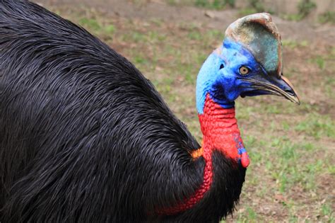 What Is a Cassowary? Florida Man Killed by Giant Exotic Bird With ...