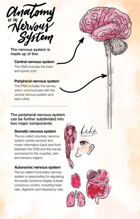 Nerve Regeneration: Possible to Reverse the Effects of Nerve Damage in ...