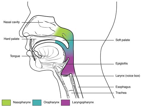 Organs and Structures of the Respiratory System · Anatomy and Physiology