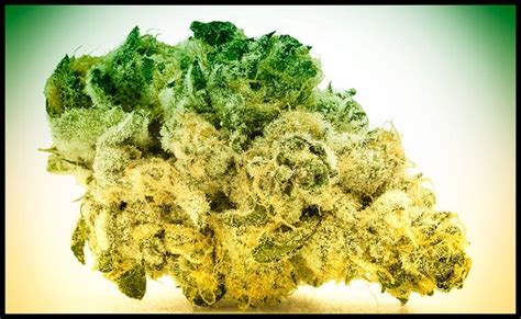 California's Blockhead’s Super Boof Strain Review - Spinfuel Wellness