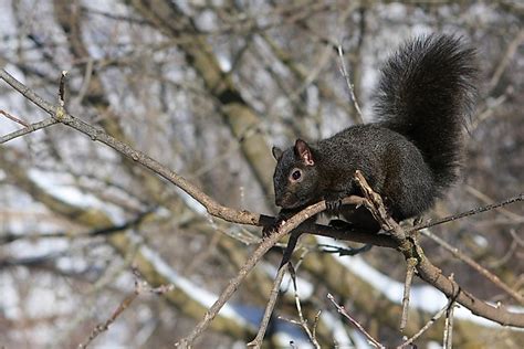 5 Types of North American Squirrels - WorldAtlas.com