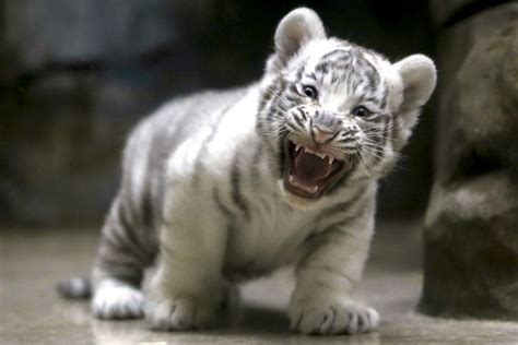 Adorable white tiger cub bare its fangs as mum takes a well-deserved ...