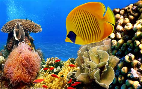 Coral reef fish | Earth Blog