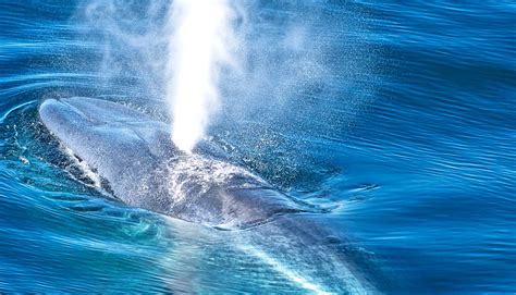 Great Facts: Blue whales switch when they sing for migration