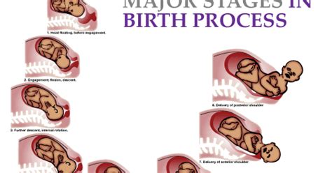 DR.EDWIN: birth process