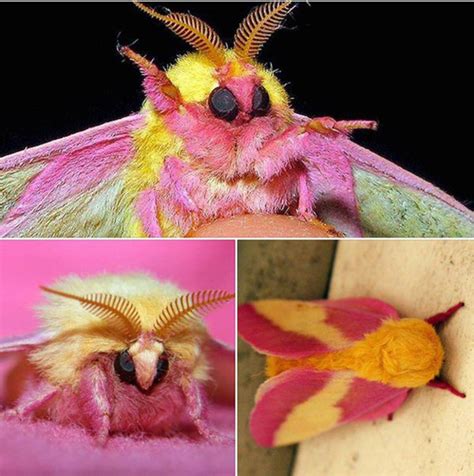 This Colorful Rosy Maple Moth Is an Eye-Catching Garden Visitor