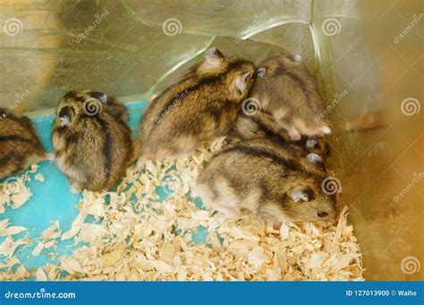 Hamsters are Playing. they are Funny and Cute Stock Photo - Image of ...