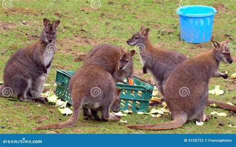 Two Wallabies Stock Image | CartoonDealer.com #26684137