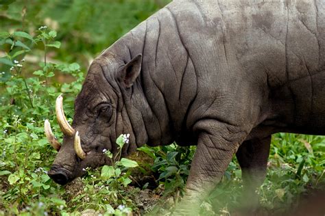 Babirussa: le sue origini e perché è a rischio estinzione | Ohga!