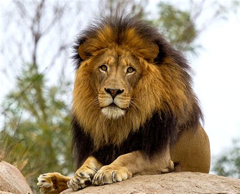 Lion | San Diego Zoo