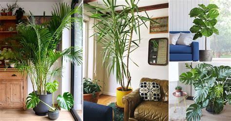 33 Best Large Indoor Plants | Tall Houseplants for Home & Offices