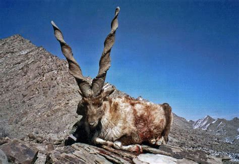 Markhor wallpapers ~ All About Pakistan