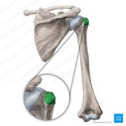 Greater tubercle of humerus: location, muscle attachments | Kenhub