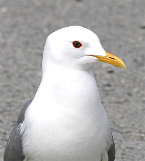 White Seagull · Free Stock Photo