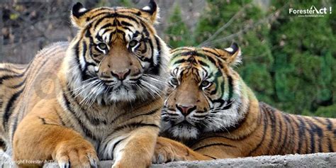 Harimau Sumatera, Kucing Besar Penghuni Hutan Sumatera