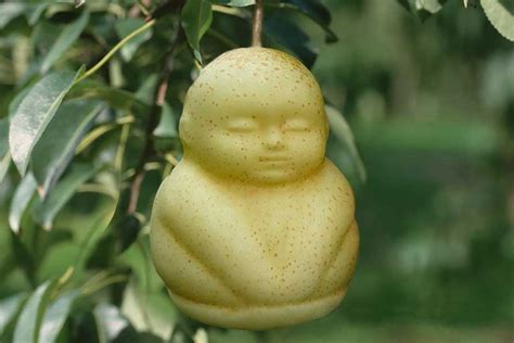 Square apples and Buddha peaches: How firm makes bizarre shaped fruit ...