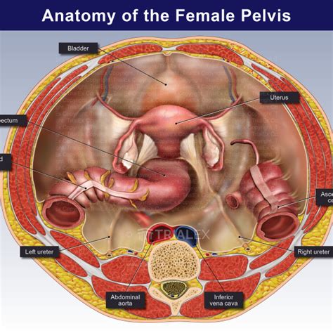 Superior Cut Away View of the Female Pelvis - TrialExhibits Inc.