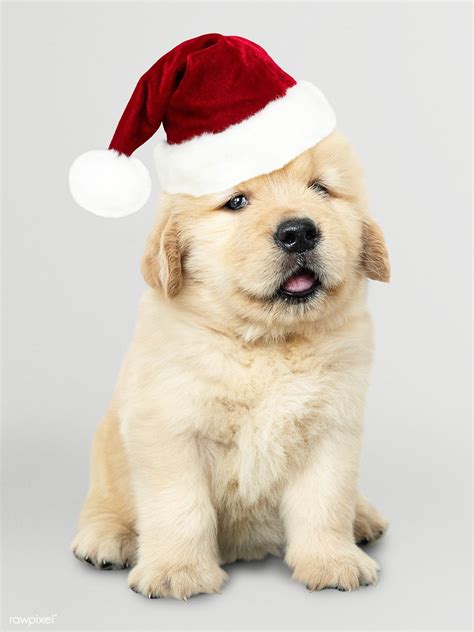 Portrait of a cute Golden Retriever puppy wearing a Santa hat | premium ...