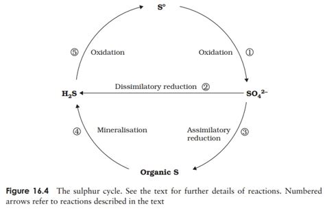 The sulphur cycle - Microorganisms in the Environment