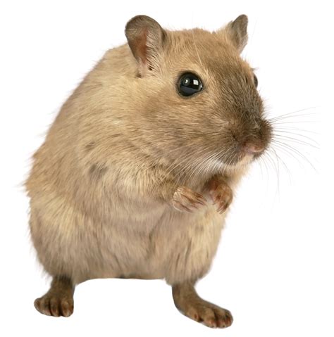 Rat Mouse PNG Image - PurePNG | Free transparent CC0 PNG Image Library