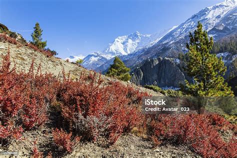 Nepal Stock Photo - Download Image Now - Animal Wildlife, Annapurna ...