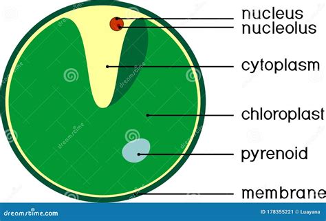 Structure of Chlorella Single-celled Green Algae with Titles Stock ...