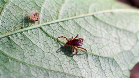 How To Get Rid Of Chiggers Eliminate Red Mites And Bugs