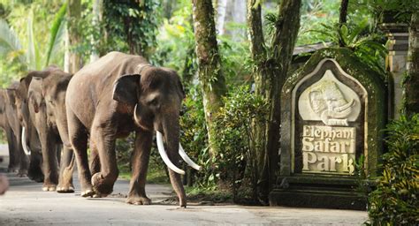 Bali Elephant Safari Park Taro | Bali Adventure Tours