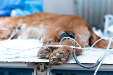 Osteosarcoma in Dogs: Symptoms & Treatment [+ Vet Insights]