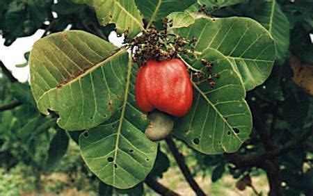 Anacardium - Alchetron, The Free Social Encyclopedia